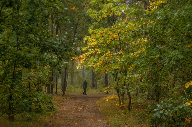 passeggiata nella foresta autunnale. colori autunnali. nebbie autunnali.