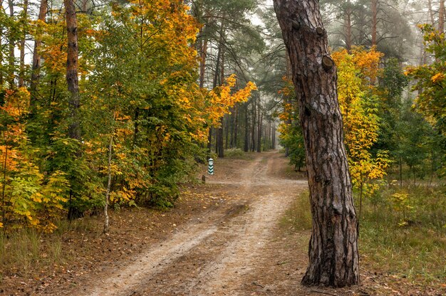 passeggiata nella foresta autunnale. colori autunnali. nebbie autunnali.