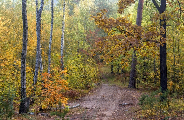 passeggiata nella foresta autunnale. colori autunnali. nebbie autunnali.