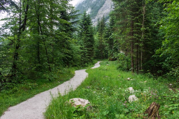 Passeggiata nella foresta profonda di Hallstatt, Austria, Europa. Intorno pini ricchi e di un verde intenso. Giornata piovosa d'estate