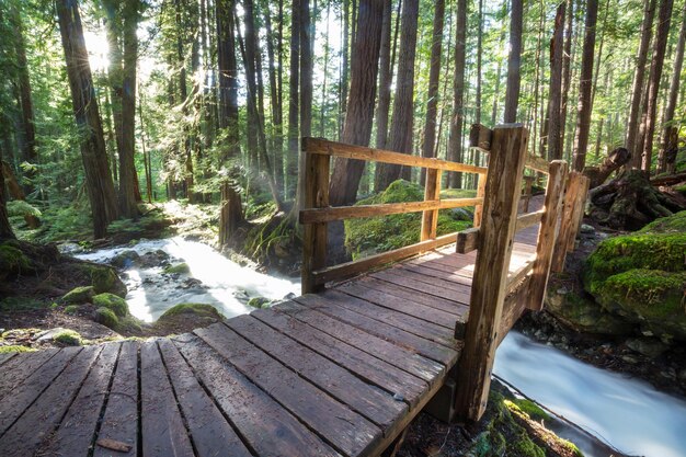 Passeggiata nella foresta