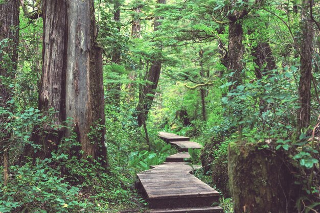 Passeggiata nella foresta