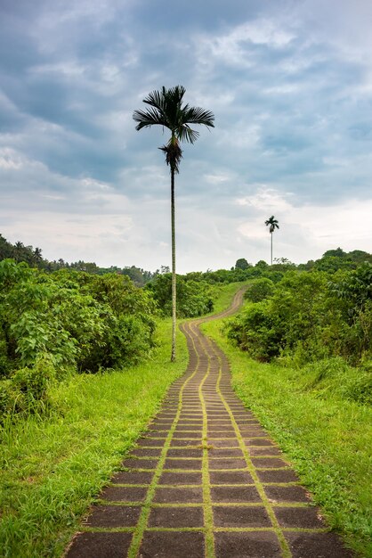 Passeggiata sulla cresta di Campuhan a Bali Indonazia Un famoso sentiero nella foresta tropicale