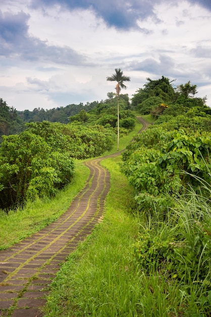 Passeggiata sulla cresta di Campuhan a Bali Indonazia Un famoso sentiero nella foresta tropicale