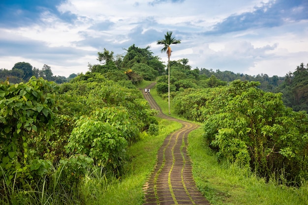 Passeggiata sulla cresta di Campuhan a Bali Indonazia Un famoso sentiero nella foresta tropicale