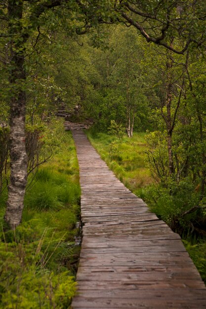 Passeggiata tra le cime degli alberi in una foresta pluviale