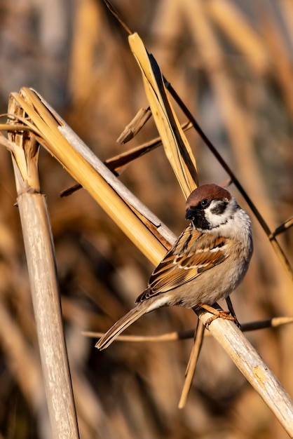 Passer montanus - Il passero albero è una specie di uccello passeriforme della famiglia Passeridae.