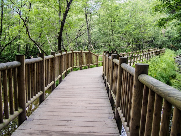 Passerella attraverso la foresta