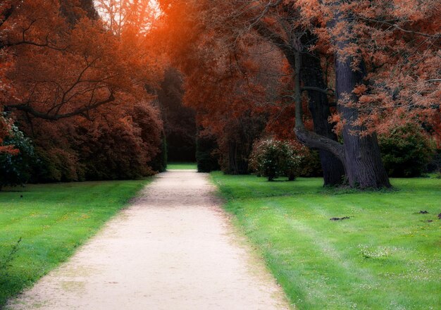 Passerella d'autunno del parco