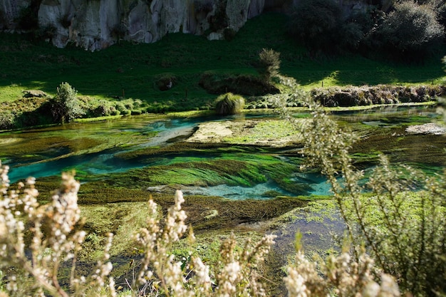 Passerella del fiume di Te Waihou a Hamilton Nuova Zelanda immersa nel verde