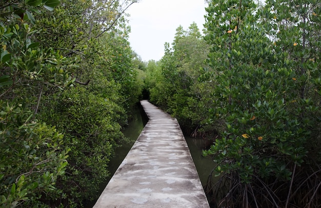 Passerella di cemento sulla foresta di mangrovie nel parco naturale pubblico in Thailandia