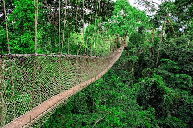 Passerella di corda nel Parco Nazionale di Kakum, Ghana