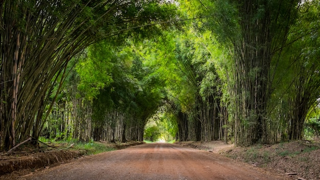 Passerella fiancheggiata su entrambi i lati con una foresta di bambù