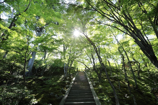 Passerella giapponese nel verde degli alberi da giardino