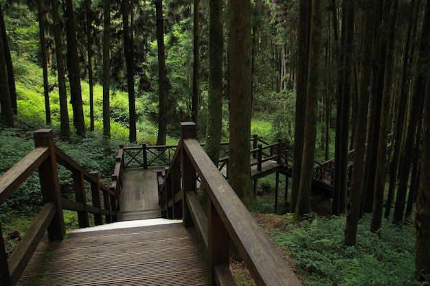 Passerella in legno che conduce agli alberi di pino nella foresta. Area ricreativa della foresta nazionale di Alishan. Contea di Chiayi, comune di Alishan, Taiwan