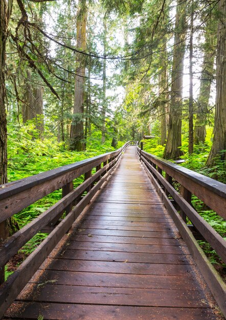 Passerella in legno nella foresta