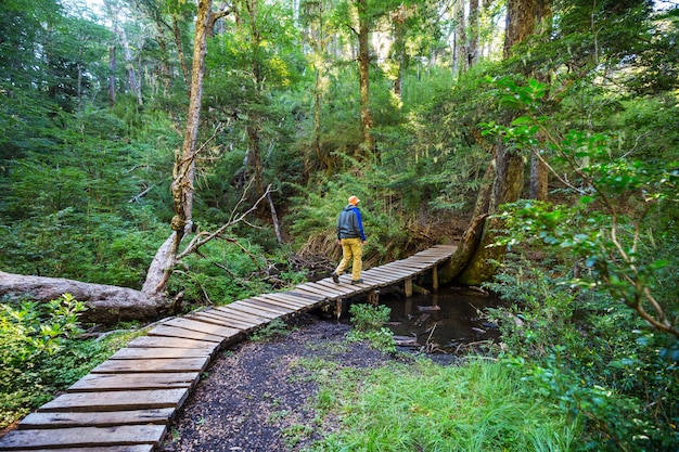 Passerella in legno nella foresta