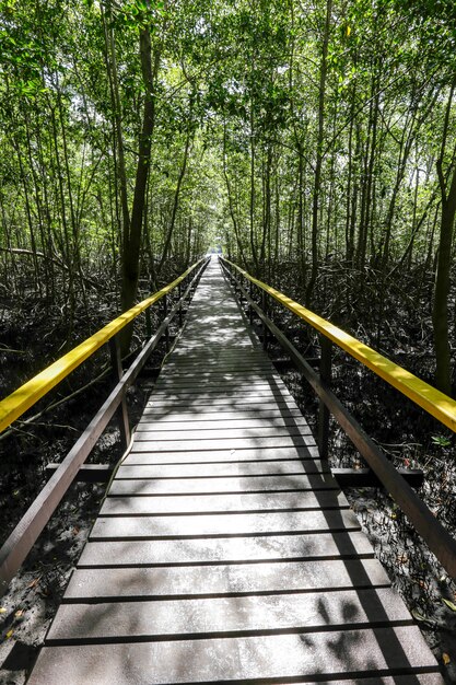 Passerella in legno tra la foresta di mangrovie