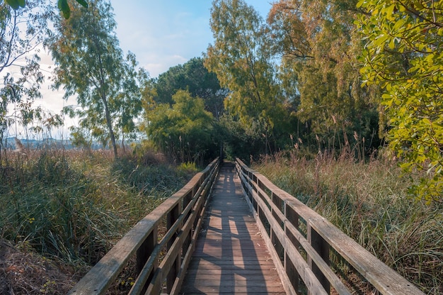 Passerella in legno vicino allo stagno