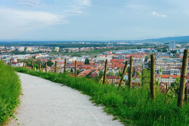 Passerella in vigna a Maribor in Slovenia