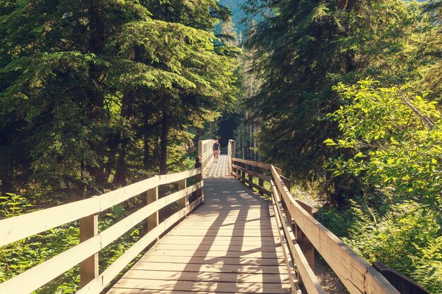 passerella nella foresta