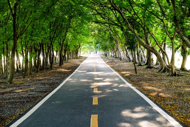 Passerelle con alberi nei parchi pubblici