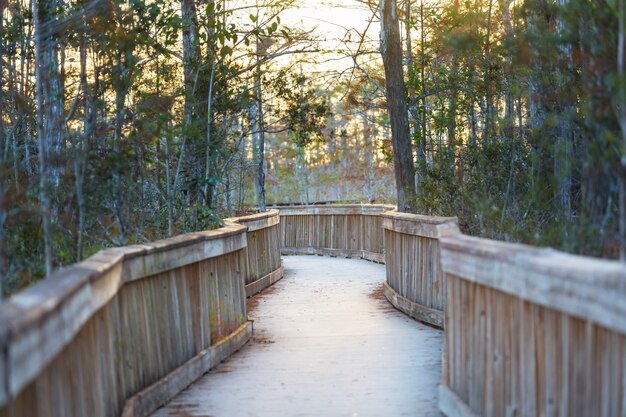 Passerelle nella palude nel Parco nazionale delle Everglades, Florida, Stati Uniti d'America.