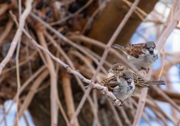 passeri appollaiati sui rami di un albero in giardino