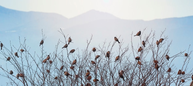 passeri sui rami degli alberi. molti uccelli tra gli alberi. uccelli su uno sfondo di montagne.