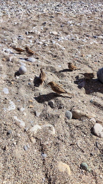 passeri sulla spiaggia