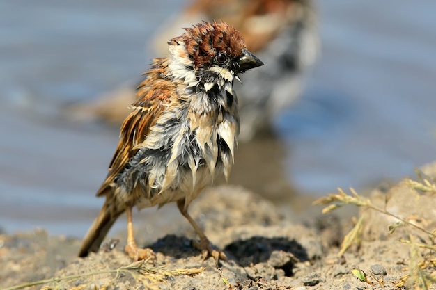 Passero bagnato divertente. Un passero dopo il bagno in una pozzanghera sembra un pollo bagnato. Foto divertente con un passero bagnato dopo il bagno