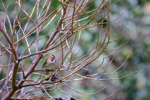 Passero dal collare rossiccio Zonotrichia capensis appollaiato tra i rami