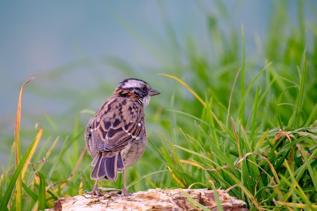 Passero dal collare rossiccio Zonotrichia capensis che cammina nell'erba in cerca di cibo