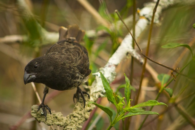 Passero delle Galapagos