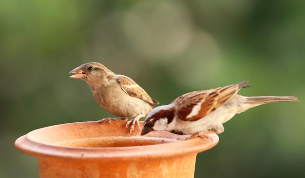 Passero domestico che si nutre da una ceramica