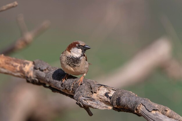 passero domestico Passer domesticus Malaga Spagna