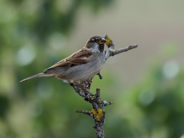 Passero domestico. Uccello nel suo ambiente naturale.