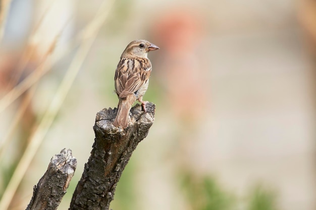 passero domestico