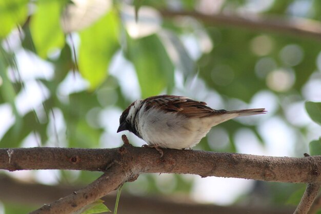 passero domestico