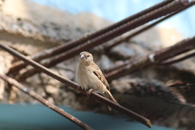 passero domestico