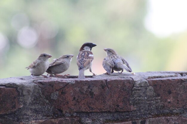 passero domestico