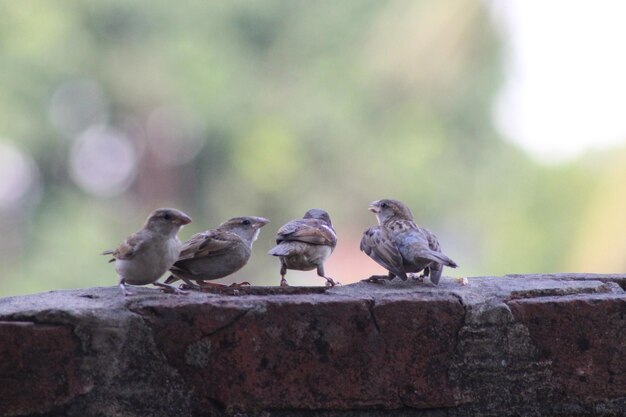 Passero domestico