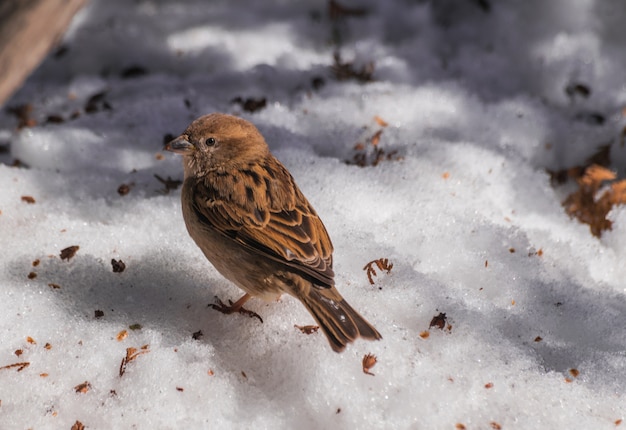 Passero femminile (domesticus del passante) sulla superficie della neve