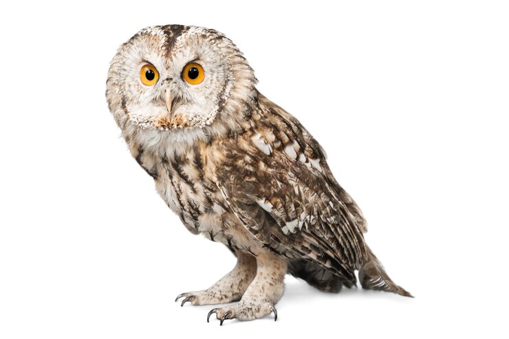 passero pappagallo piccione gufo bulbul