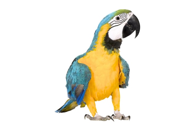 passero pappagallo piccione gufo bulbul