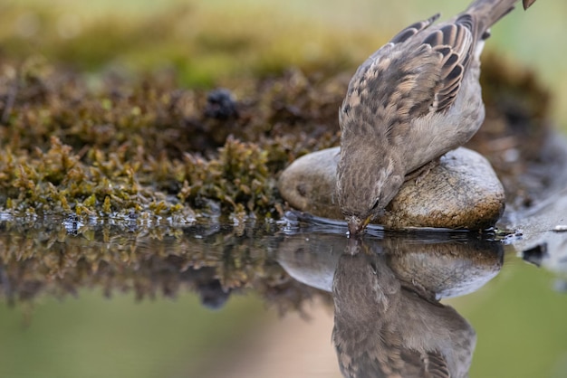 Passero Passer domesticus un bellissimo passero in un ambiente naturale