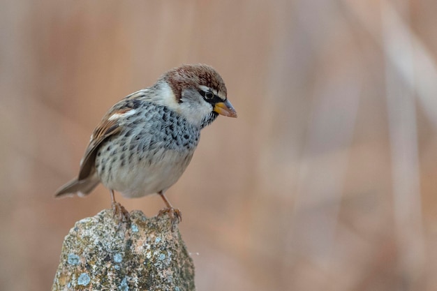 passero spagnolo Passer hispaniolensis Malaga Spagna