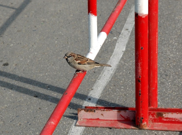 Passero su un tornello