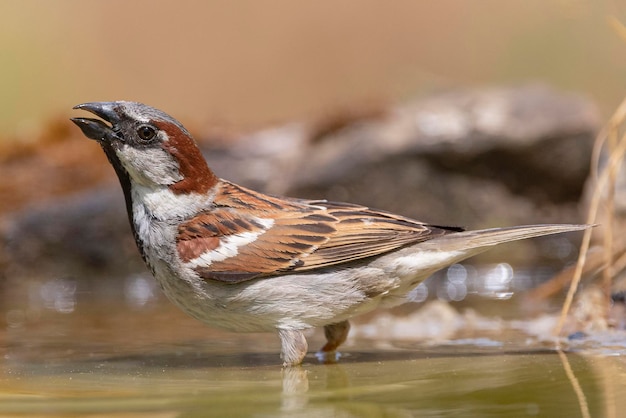 Passerotto domestico Passer domesticus Malaga Spagna