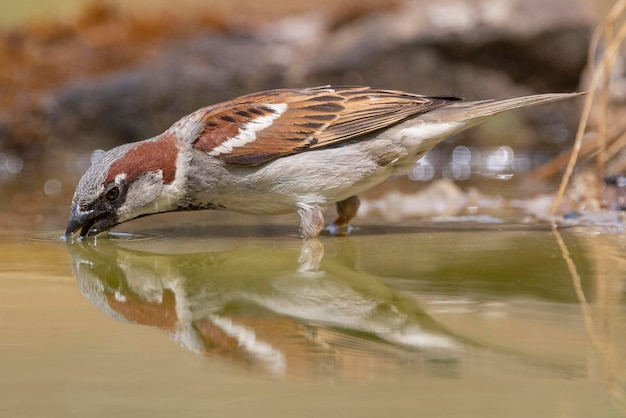 Passerotto domestico Passer domesticus Malaga Spagna